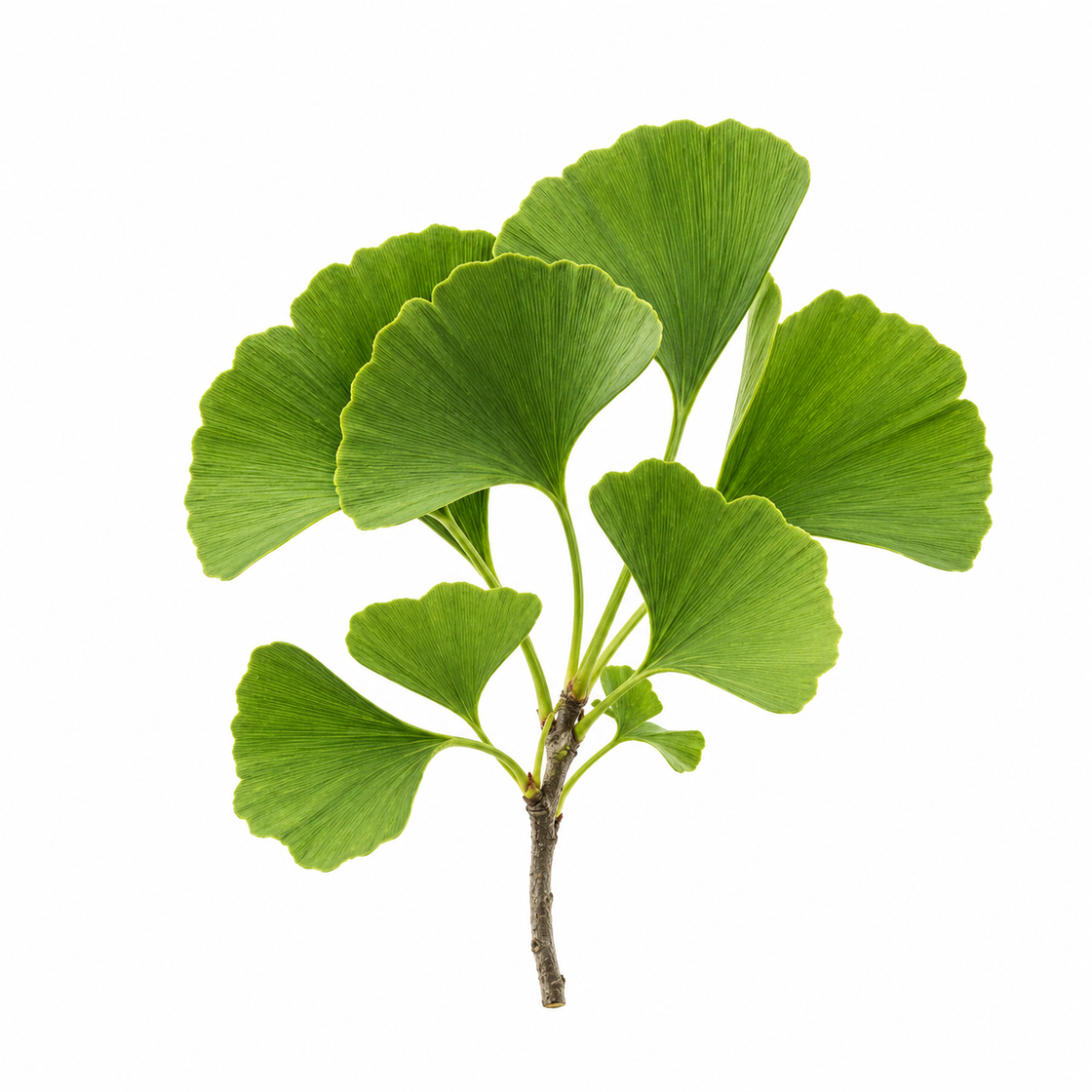 Ginkgo Biloba
