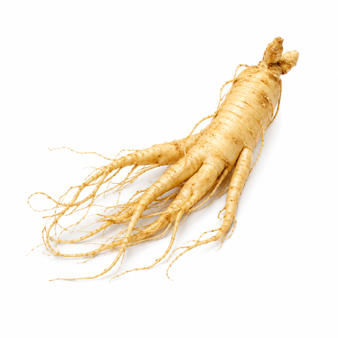 Ginseng Panax